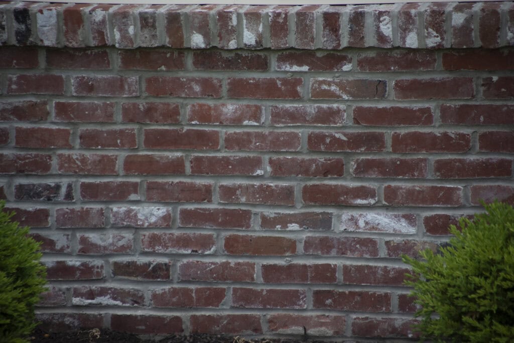 A red brick wall with a slightly weathered appearance, topped with a row of vertically aligned bricks. Two green bushes are visible at the bottom corners of the image.